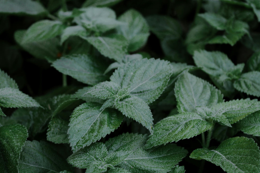 Herbal Allies for a Calm Mind - Lemon Balm