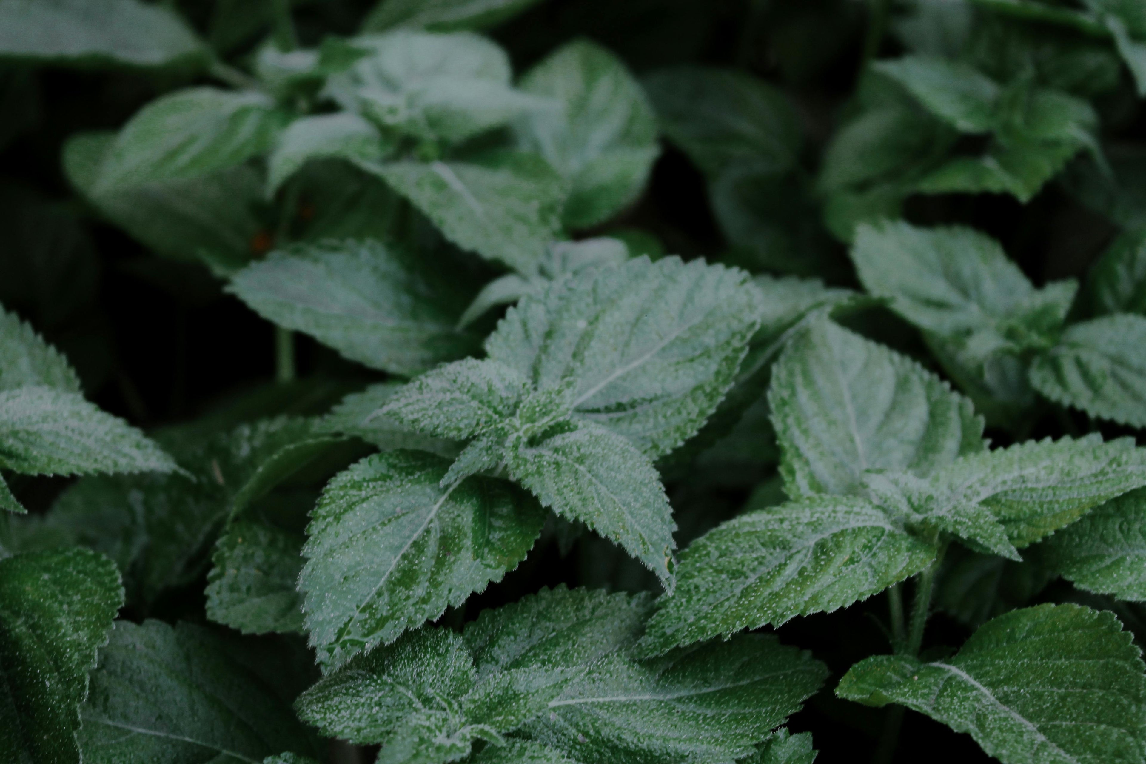 Herbal Allies for a Calm Mind - Lemon Balm