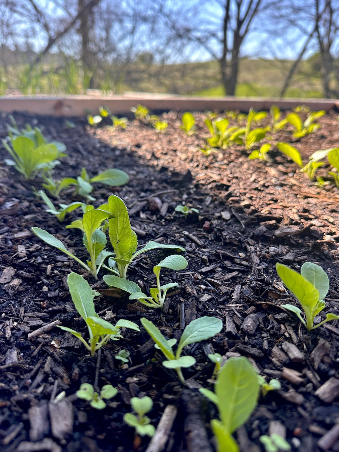 On planting, patience and the unseen work of growth...
