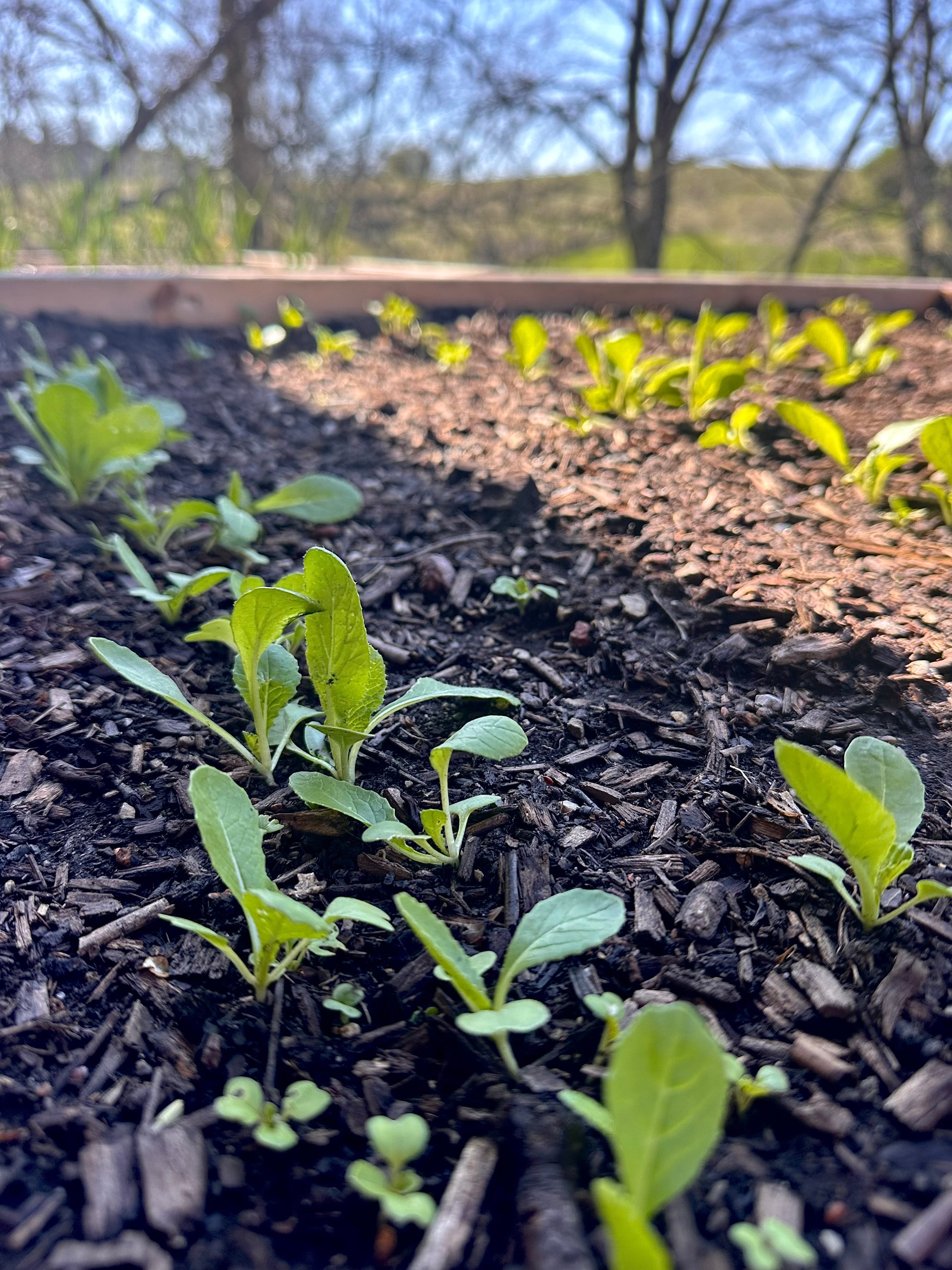 On planting, patience and the unseen work of growth...