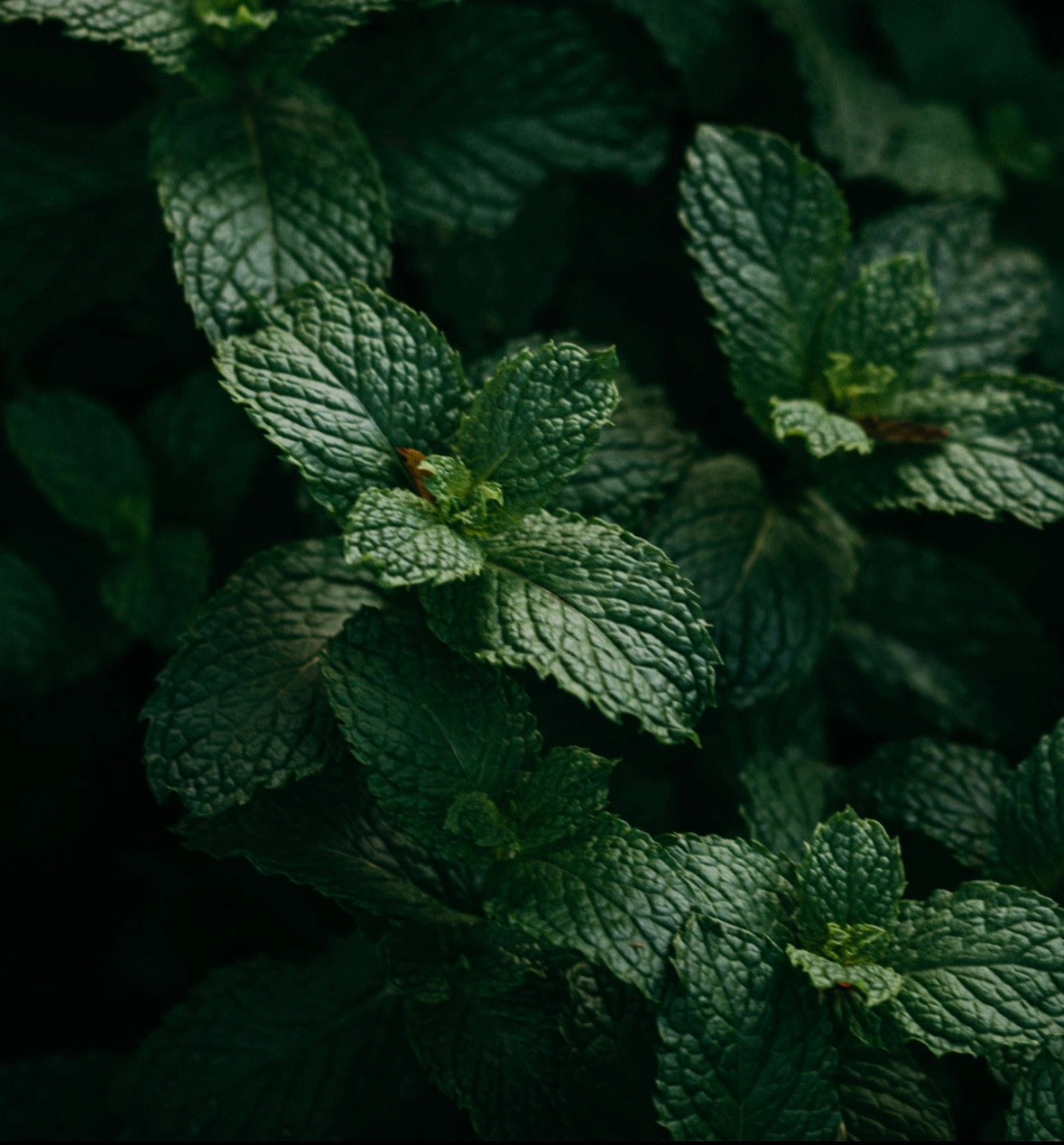 Mint Meadows