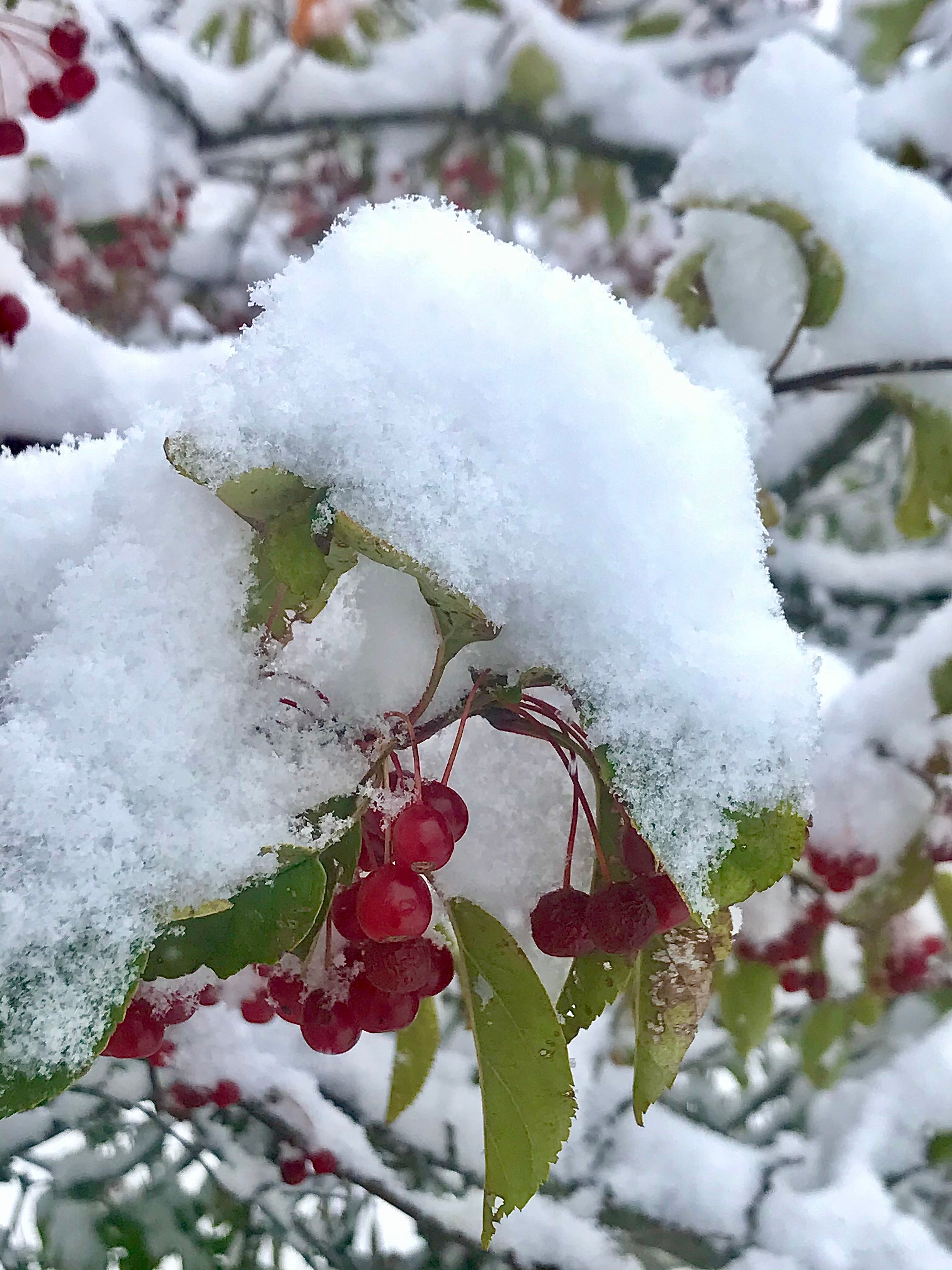 The Frosted Garden Collection - Limited Release Holiday Blends