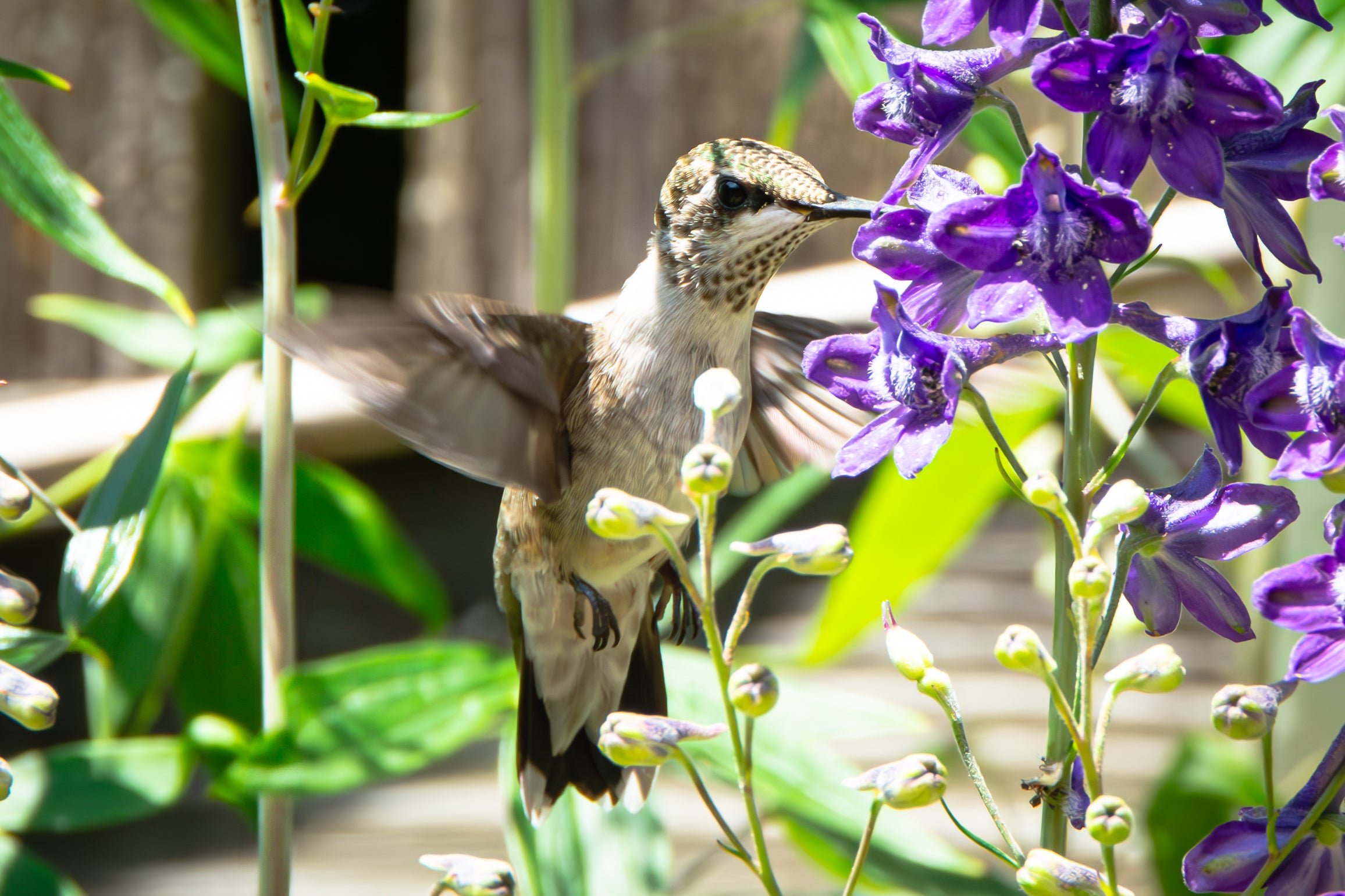 Hummingbird - A nectar-like white tea infusion, perfectly balanced for cold brewing