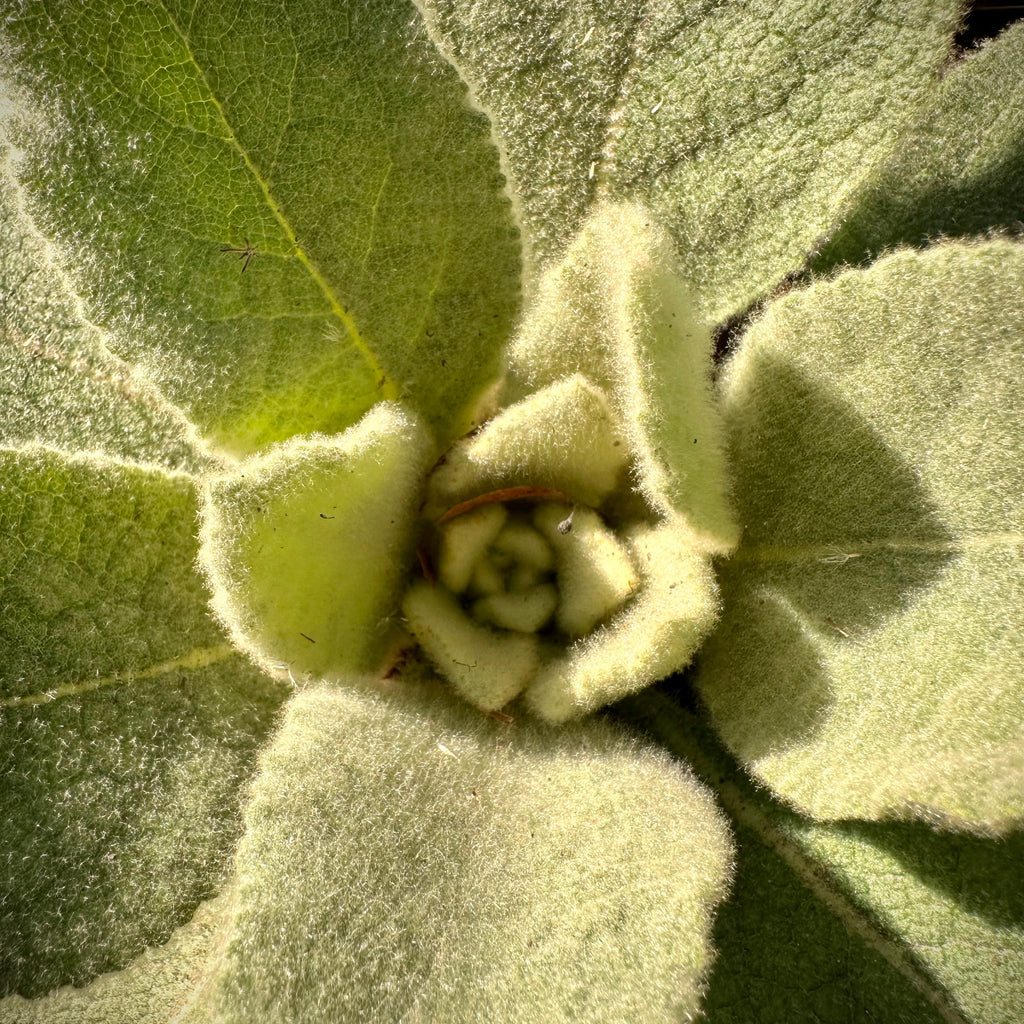 Messenger Mullein Blend - A Warming Lemon Ginger Blend